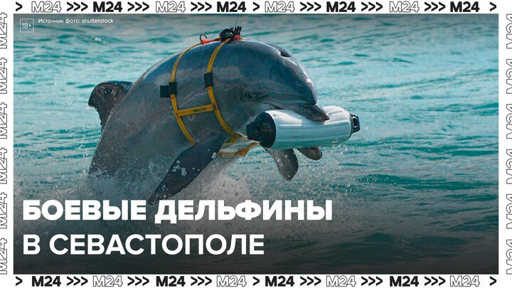 Число боевых дельфинов в Севастополе удвоили - Москва 24