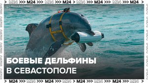 Число боевых дельфинов в Севастополе удвоили - Москва 24