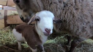 ЯГНЕНКА БОЛЬШЕ НЕТ... НЕЗВАНЫЙ ГОСТЬ НА ХУТОРЕ ХОДИТ КАК У СЕБЯ ДОМА !