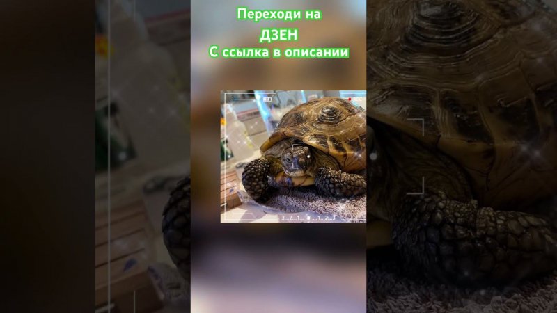 Переходи на Дзен #shortvideo #москва #цветы #reptileterrarium #рептилии #экзотика #варан #лягушка