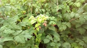 Малина Дочь Вислухи  06.09.2019г.mp4