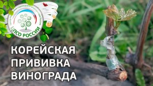 Как привить виноград. Способ быстрого получения урожая винограда.