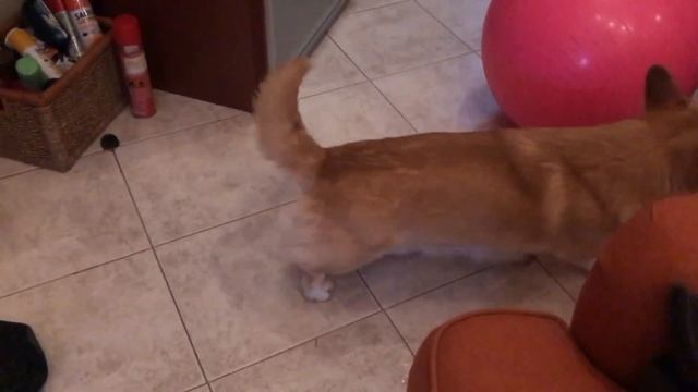 Что будет, если дать собаке ОГРОМНЫЙ мяч?! смотреть онлайн