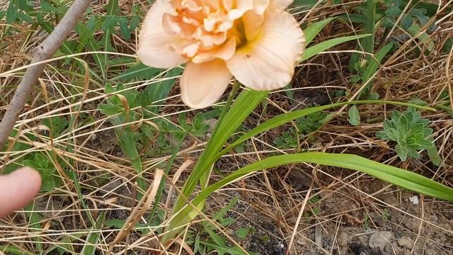 Siloam Double success hemerocallis смотреть онлайн
