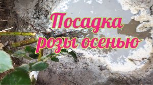 Посадка розы? осенью?, 100% приживаемость! Как правильно посадить?! Октябрь 2021.