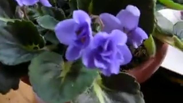 мои фиалки.mov смотреть онлайн