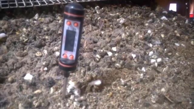 Разведение, выращивание и содержание перепелов и перепелят на глубокой подстилке.