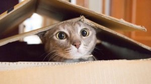 Лучшие смешные животные 2024 года 😄 Самые смешные собаки и кошки 😹🐶
#приколы #Самые #смешные #кош