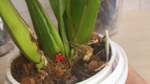 Такого я еще не видела. Уникальное цветение. Влияние температуры на цветение.