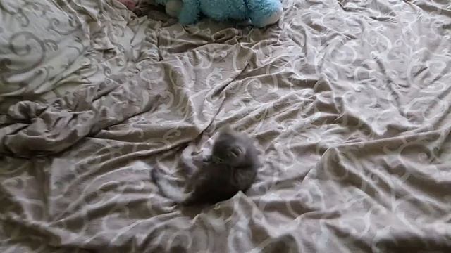 Злой кот плюётся