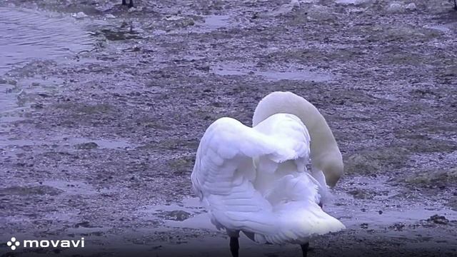 Влог / Московский зоопарк. Утки и Лебеди / 8.04.22 год