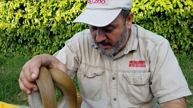 10 САМЫХ РЕДКИХ И ДОРОГИХ БОЛЬШИХ ЗМЕЙ. Морфы сетчатых питонов смотреть онлайн