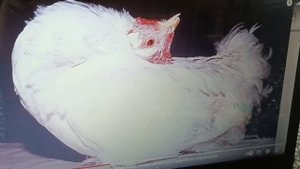 Ньюкасла у кур.