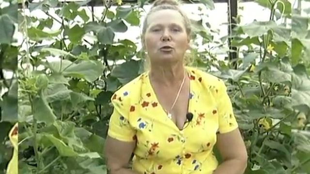 Что самое полезное в огурце, или о горечи огурцов. смотреть онлайн