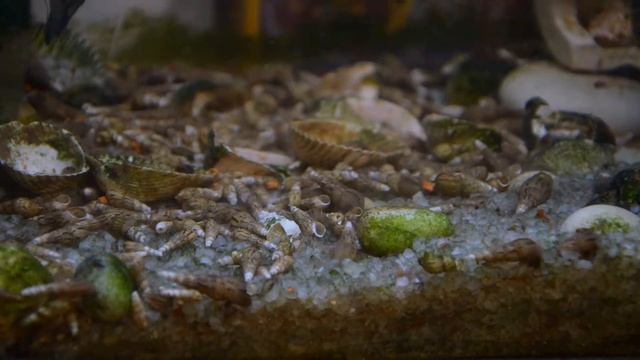 Time-Lapse in aquarium - ТаймЛапс аквариумной жизни смотреть онлайн