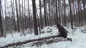 Нахаживание  лайки по кунице.