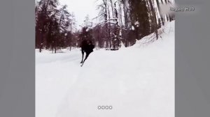 Когда животные сходят с ума, Видео Приколы