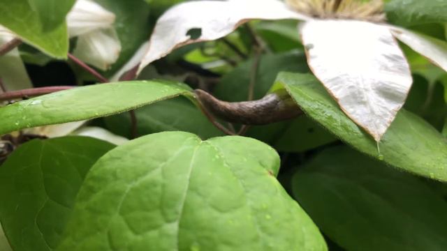 Slug on my clematis смотреть онлайн