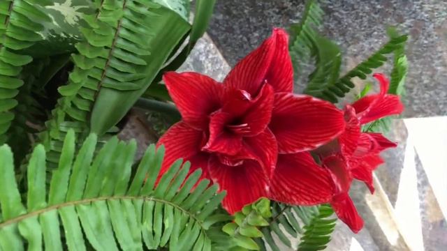 Lan huệ lai N-Star DuyTan - mẹ Đỏ nhung, bố Marilyn và Pink Glory (huệ kép, amaryllis, hippeastrum) смотреть онлайн