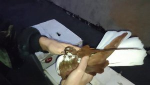 Рассказ о Николаевских/Кировоградских голубях. Личный пример владения. Часть 2