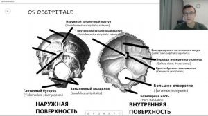 Анатомия ЗАТЫЛОЧНОЙ КОСТИ OS OCCIPITALE на русском и латинском строение| Остеология