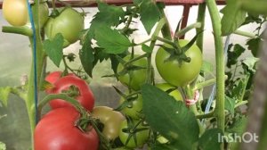 Сорта томатов: Корнабель, Альбенго, Джек пот, Купидон, Черри Ира, Оранжевый Слон, в теплице.