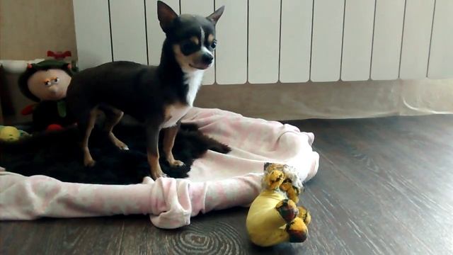 Чихуахуа учится лаять. Разгавгачиваем мини чихуа смотреть онлайн