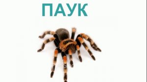 Насекомые и  жуки для детей