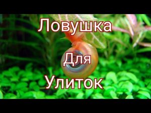 Ловушка для улиток катушек