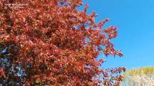 ВЕСЕННЕЕ ПЕНИЕ ПТИЦ ДЛЯ СЕРДЦА-ПЕНИЕ ПТИЦ СНИМАЕТ СТРЕСС И НОРМАЛИЗУЕТ ДАВЛЕНИЕ,ПОДНИМАЕТ НАСТРОЕНИ