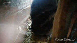 Когда ставить маточник крольчихе?/Ставлю маточник крольчихам.