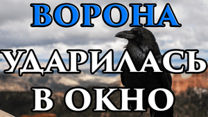 Если ворона ударилась в окно и улетела примета ? - Маг Fose