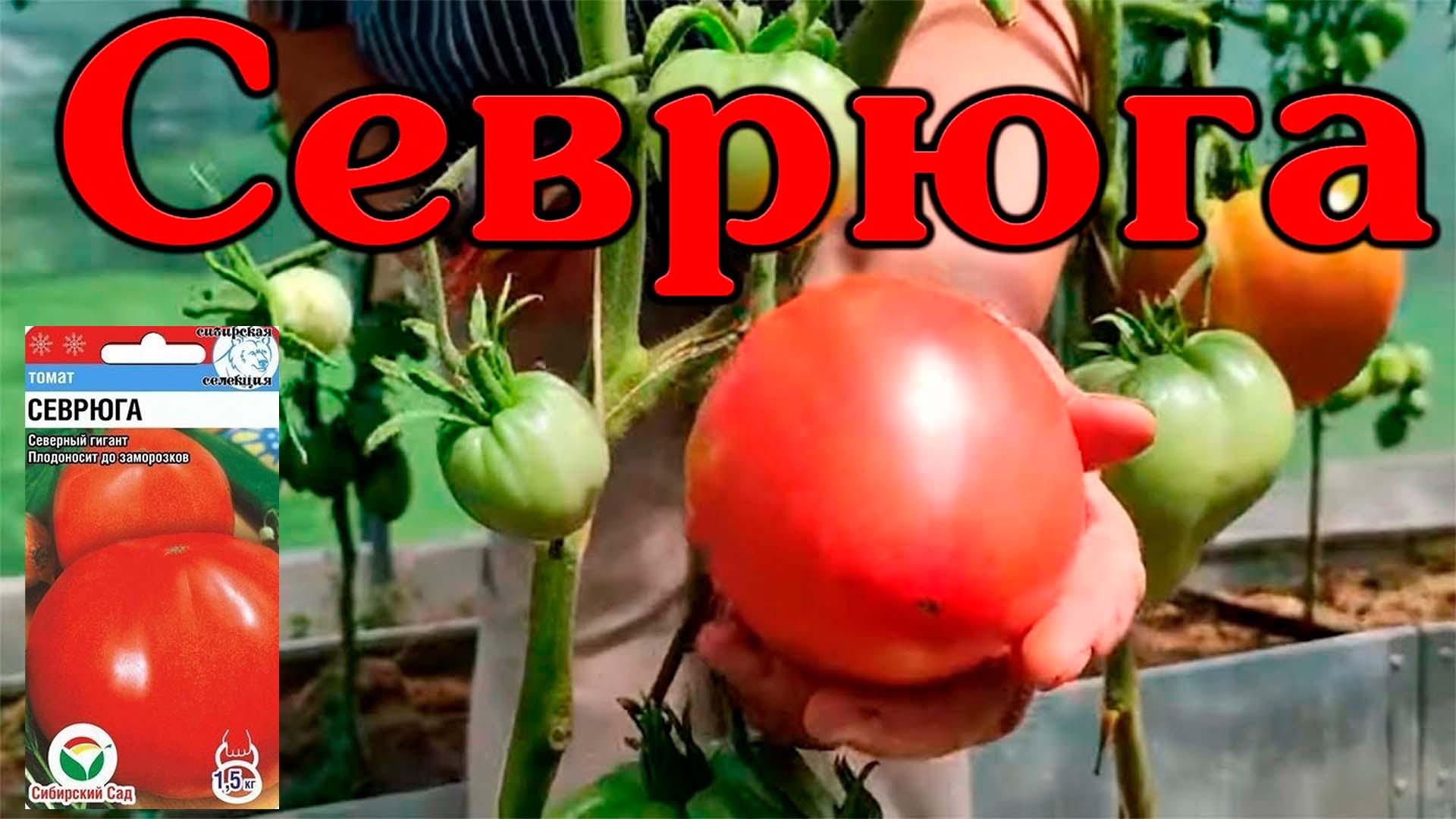7 Ноября помидор. Видео песня помидоры. Показать видео томата от Сибирского сада Люсенька.