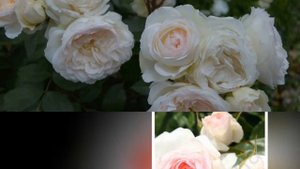Stephanie Baronin zu Guttenberg Rose
