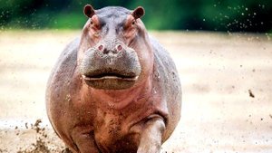 Самые опасные животные Африки