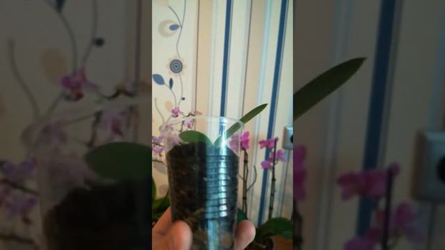 Мои первые эквестрисы в коллекции. Первые дни после пересадки. смотреть онлайн