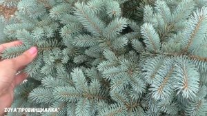 Обзор цветника/ Всё о растениях/ Миксбордер свими руками/ #миксбордер #деревня #mixborders