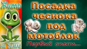 Сказ о том как Андрей чеснок сажал. :-)