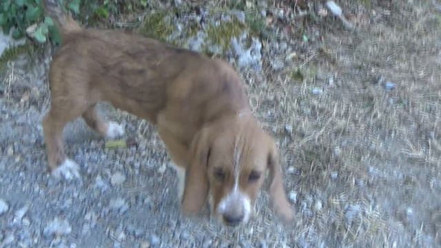 Щеночки Фионы играют со Стефанией. Бабушкины Сказки . смотреть онлайн