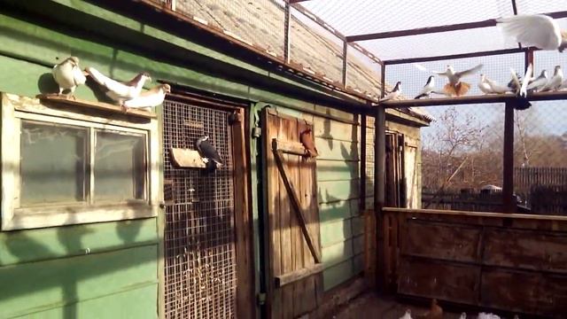 Голуби Оренбургской области смотреть онлайн