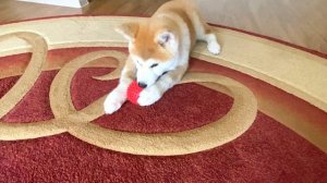 АКИТА-ИНУ. Акита-ину 5 месяцев. Выпуск4 #АКИТА-ИНУ , #акита #AkitaInu