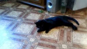 Пьяный кот.