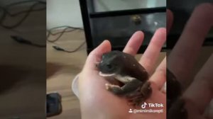 ЛЯГУШКА ГЛАЗАСТАЯ КУШАЕТ