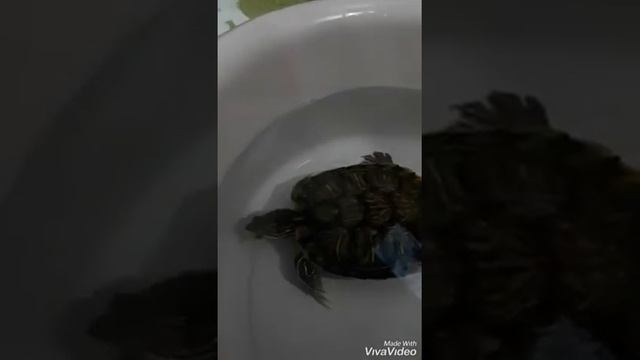 Гоша Черепах кушает! Что ест красноухая черепаха. Как кормить черепаху. Кормлениекрасноухой черепах