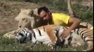 5   Невероятная Дружба Льва, Тигра и ЧЕЛОВЕКА