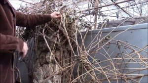 Текома.  Обрезка текомы.  Подготовка текомы кампсиса к зиме.