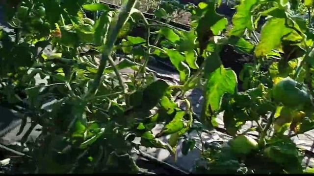 Обзор огорода на 31.07.22 " клубника, огурцы, помидоры " смотреть онлайн