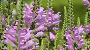 Physostegia virginiana 'Vivid'