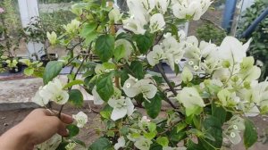 Цветение бугенвиллии сорт Sea foam