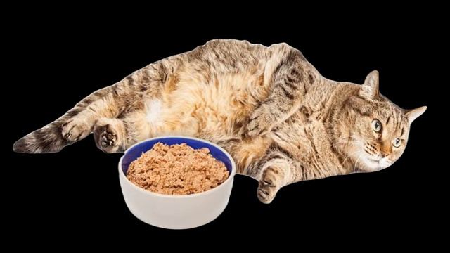 Ненасытное брюхо ➤ Кошка Чечня БлоХер